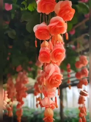 垂吊海棠花|垂絲海棠